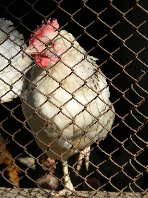 步行者队在 步行者队在